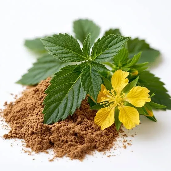 Damiana leaves, a brand photo
