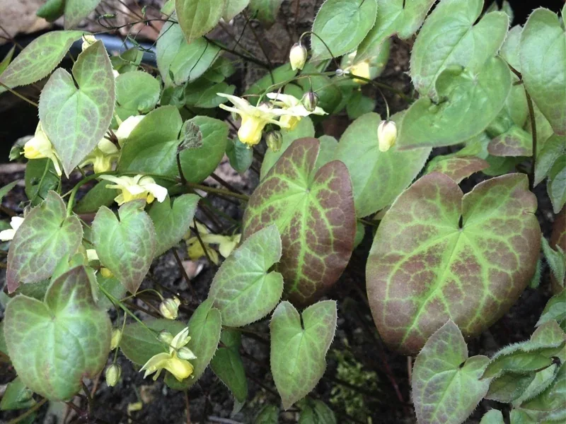 Horny goat weed (Epimedium) leaves, a brand photo