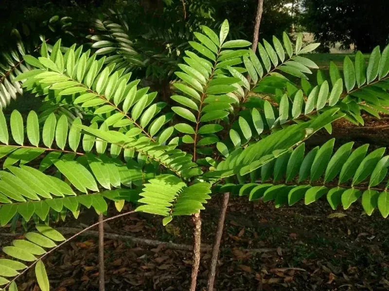 Tongkat ali plant material, a brand photo